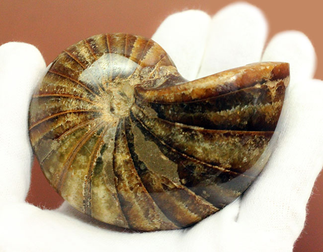 深みのある茶色が印象的な、中生代白亜紀の深海に棲息していたオウムガイ（Nautilus）の殻の化石（その3）