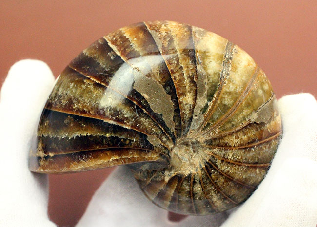 深みのある茶色が印象的な、中生代白亜紀の深海に棲息していたオウムガイ（Nautilus）の殻の化石（その4）