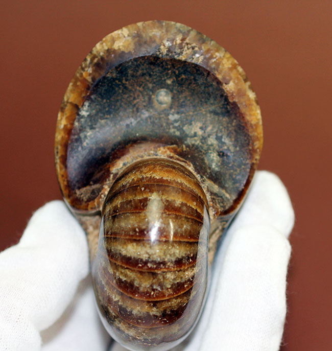深みのある茶色が印象的な、中生代白亜紀の深海に棲息していたオウムガイ（Nautilus）の殻の化石（その5）