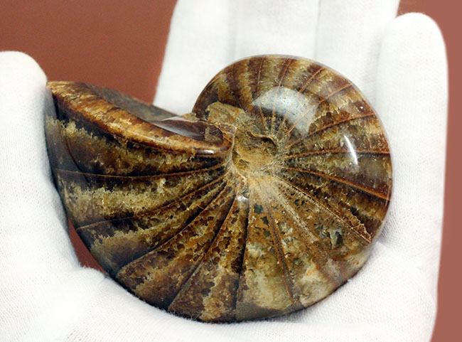 深みのある茶色が印象的な、中生代白亜紀の深海に棲息していたオウムガイ（Nautilus）の殻の化石（その7）