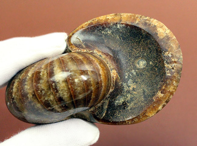 深みのある茶色が印象的な、中生代白亜紀の深海に棲息していたオウムガイ（Nautilus）の殻の化石（その8）