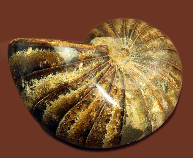 深みのある茶色が印象的な、中生代白亜紀の深海に棲息していたオウムガイ（Nautilus）の殻の化石（その9）