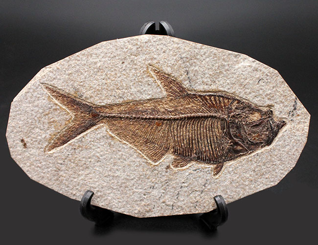 最高の保存状態！古代魚ディプロミスタス（Diplomystus dentatus）（その1）