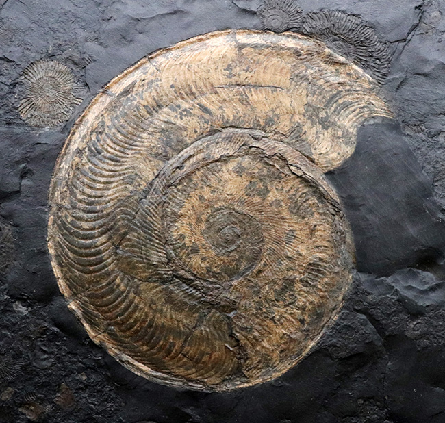 一期一会！ホルツマーデン産博物館級標本！左右５７センチの母岩に佇む巨大なハルポセラス（Harpoceras）完全体とダクチリオセラス（Dactylioceras）の群集標本（その1）