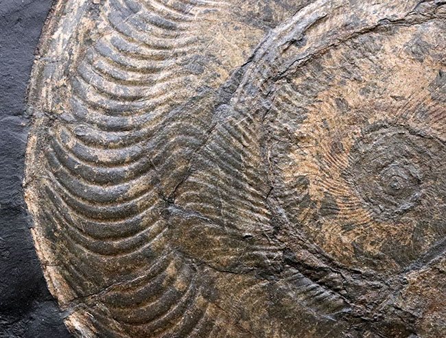 一期一会！ホルツマーデン産博物館級標本！左右５７センチの母岩に佇む巨大なハルポセラス（Harpoceras）完全体とダクチリオセラス（Dactylioceras）の群集標本（その8）