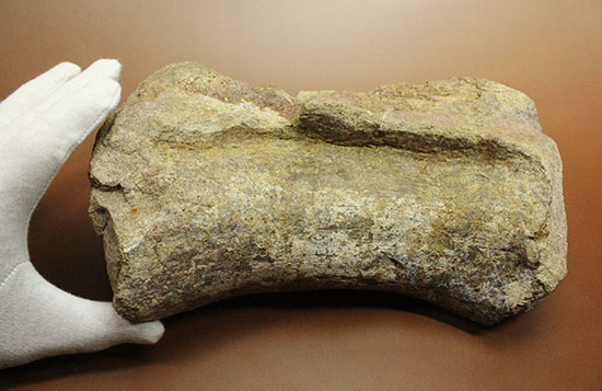ジュラ紀の王様。歩くと地震が起きた？史上最長の恐竜セイスモサウルスの巨大な尾椎化石（その11）
