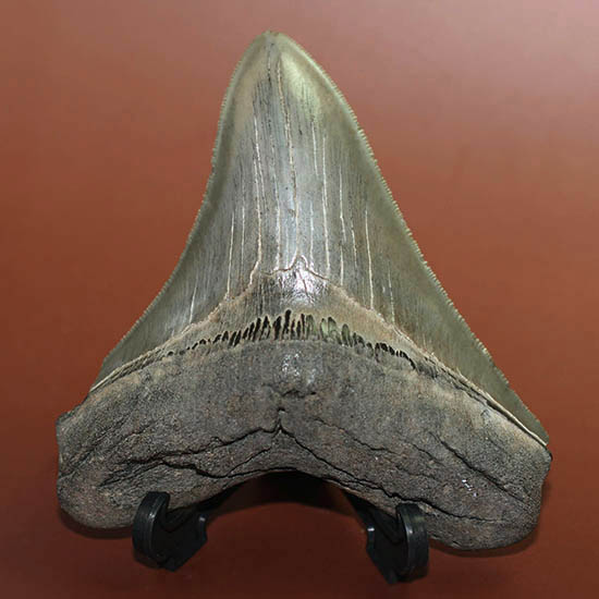 エナメル質、セレーションの保存状態抜群！史上最大の肉食ザメ、メガロドンの歯化石（その1）