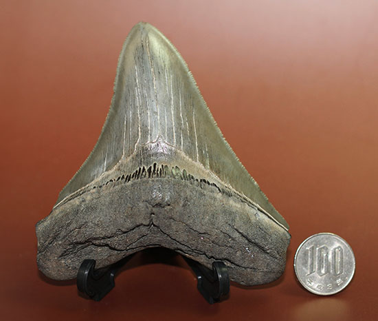 エナメル質、セレーションの保存状態抜群！史上最大の肉食ザメ、メガロドンの歯化石（その11）