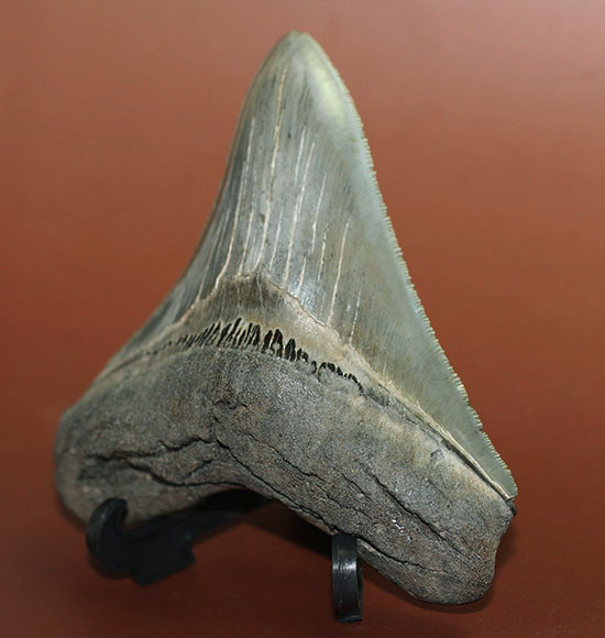エナメル質、セレーションの保存状態抜群！史上最大の肉食ザメ、メガロドンの歯化石（その3）