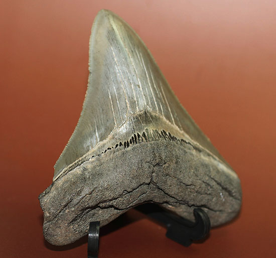 エナメル質、セレーションの保存状態抜群！史上最大の肉食ザメ、メガロドンの歯化石（その4）
