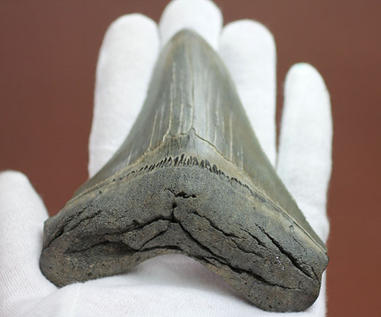エナメル質、セレーションの保存状態抜群！史上最大の肉食ザメ、メガロドンの歯化石（その5）