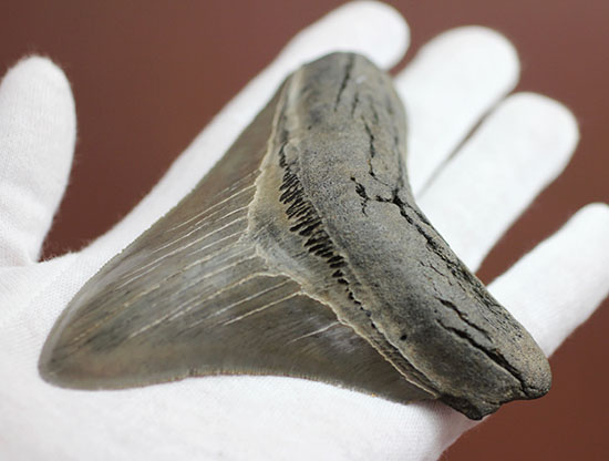 エナメル質、セレーションの保存状態抜群！史上最大の肉食ザメ、メガロドンの歯化石（その6）