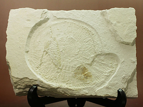 カラストンビが残る！世界的に有名な化石産地の一つ、ドイツ・ゾルンフォーフェンで採集された上質アンモナイト、ネオケトセラス・ステラプシス（Neochetoceras sterapsis）（その11）