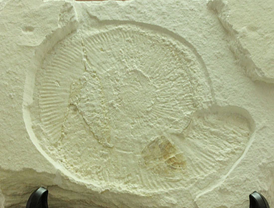 カラストンビが残る！世界的に有名な化石産地の一つ、ドイツ・ゾルンフォーフェンで採集された上質アンモナイト、ネオケトセラス・ステラプシス（Neochetoceras sterapsis）（その12）