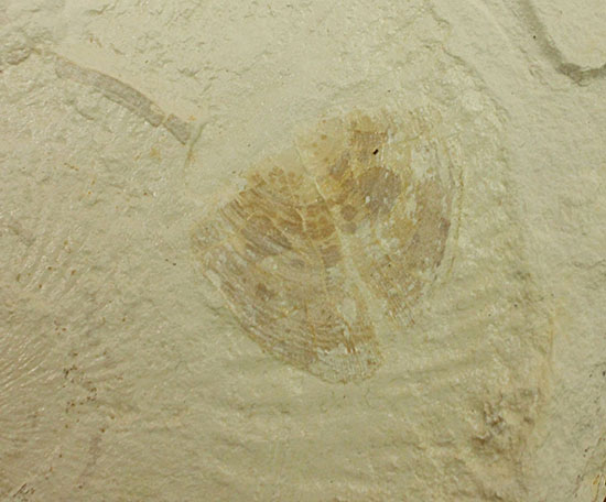 カラストンビが残る！世界的に有名な化石産地の一つ、ドイツ・ゾルンフォーフェンで採集された上質アンモナイト、ネオケトセラス・ステラプシス（Neochetoceras sterapsis）（その6）