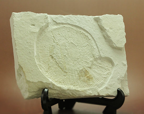 カラストンビが残る！世界的に有名な化石産地の一つ、ドイツ・ゾルンフォーフェンで採集された上質アンモナイト、ネオケトセラス・ステラプシス（Neochetoceras sterapsis）（その7）