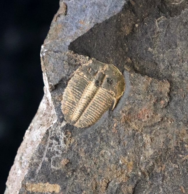 希少！チェコ共和国産の三葉虫、アウラコプレウラ・コニンキ（Aulacopleura konincki）（その4）