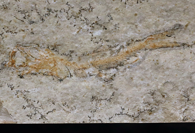 化石の世界的名産地、ドイツ・ゾルンホーフェン産の硬骨魚類、レプトレピス（Leptolepis stratiformis）の全身化石（その2）