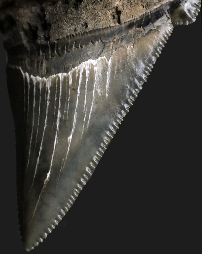 １００％ナチュラル！あのメガロドンの祖先と目される、古代の巨大ザメ、オトドゥス・アングスティデンス（Otodus angustidens）の歯化石（その4）