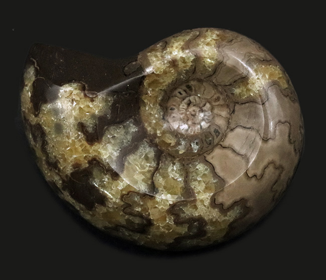 珍しい！北海道産の白亜紀のアンモナイト（Ammonite）のカット＆ポリッシュ標本（その1）