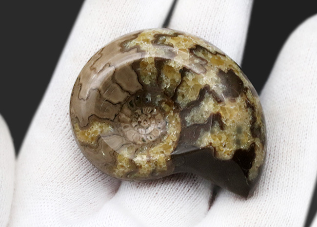 珍しい！北海道産の白亜紀のアンモナイト（Ammonite）のカット＆ポリッシュ標本（その2）