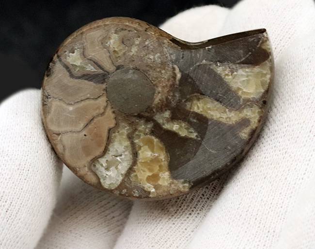 珍しい！北海道産の白亜紀のアンモナイト（Ammonite）のカット＆ポリッシュ標本（その4）