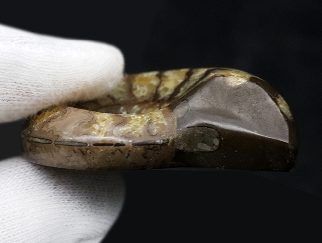 珍しい！北海道産の白亜紀のアンモナイト（Ammonite）のカット＆ポリッシュ標本（その5）