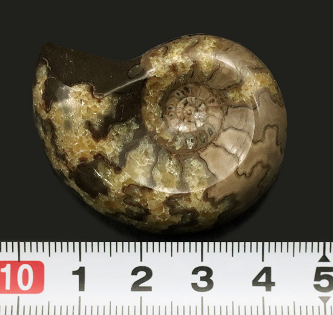 珍しい！北海道産の白亜紀のアンモナイト（Ammonite）のカット＆ポリッシュ標本（その6）