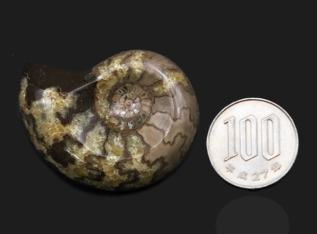珍しい！北海道産の白亜紀のアンモナイト（Ammonite）のカット＆ポリッシュ標本（その7）