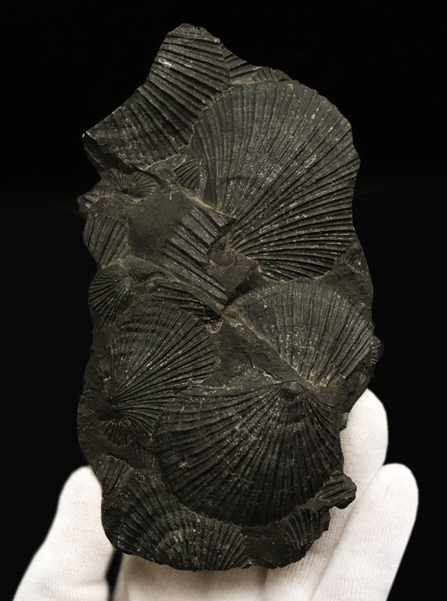 産地不明によりサービスプライスにてご提供いたします！良質なホタテ貝の化石の群集標本（その1）