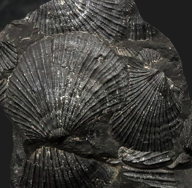 産地不明によりサービスプライスにてご提供いたします！良質なホタテ貝の化石の群集標本（その2）