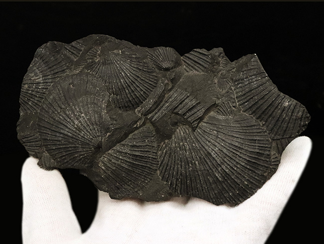 産地不明によりサービスプライスにてご提供いたします！良質なホタテ貝の化石の群集標本（その3）