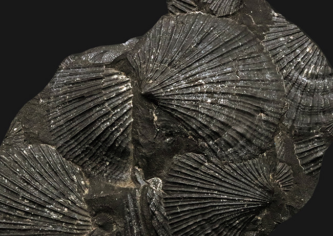 産地不明によりサービスプライスにてご提供いたします！良質なホタテ貝の化石の群集標本（その4）