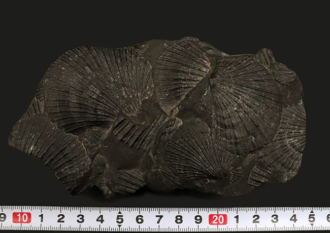 産地不明によりサービスプライスにてご提供いたします！良質なホタテ貝の化石の群集標本（その7）
