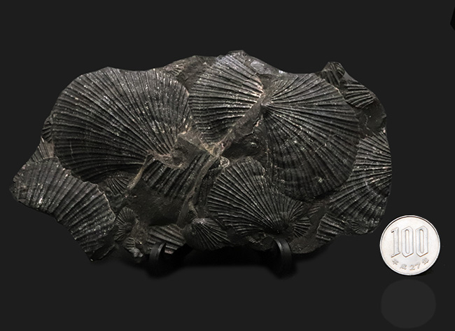 産地不明によりサービスプライスにてご提供いたします！良質なホタテ貝の化石の群集標本（その8）