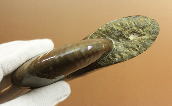 直径11cm!大きな青玉。希少色ブルーが全面に現れるマダガスカル産アンモナイト(その14)