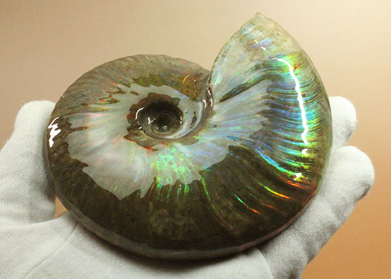 直径11cm!大きな青玉。希少色ブルーが全面に現れるマダガスカル産アンモナイト(その17)