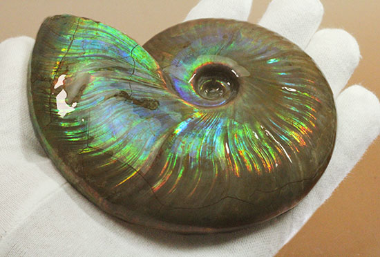 直径11cm!大きな青玉。希少色ブルーが全面に現れるマダガスカル産アンモナイト(その6)