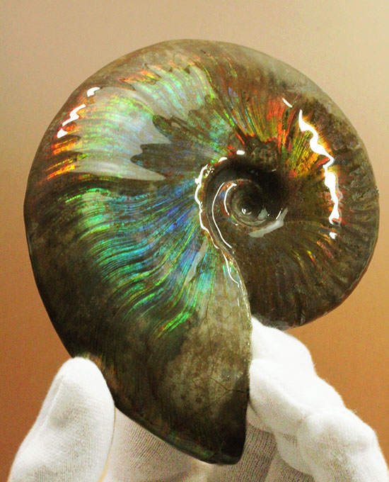 直径11cm!大きな青玉。希少色ブルーが全面に現れるマダガスカル産アンモナイト(その8)
