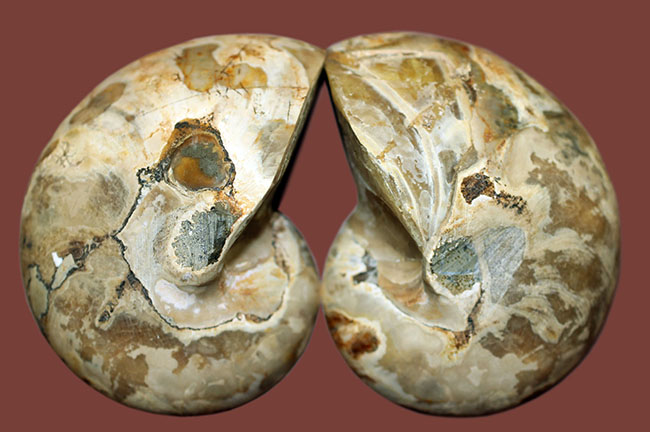 連室細管に色付けが！白亜紀オウムガイ化石、キマトセラスのスライスカット標本(Cymatoceras sp.)（その2）