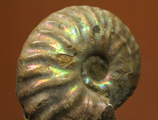 深い肋模様に沿って虹色に輝く、白亜紀アンモナイト(Ammonite)（その1）