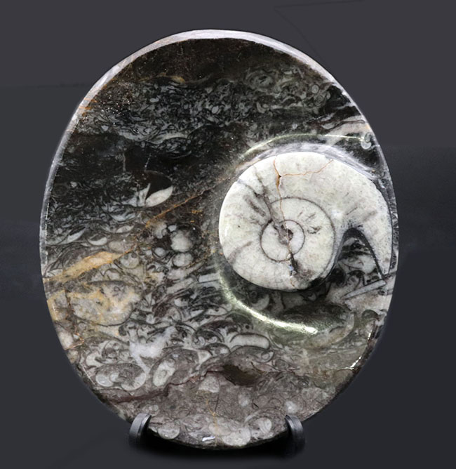 楕円形タイプ、ゴニアタイト（Goniatite）を含む石を加工した皿（その1）