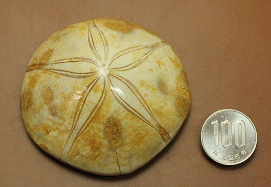 オブジェのように美しいジュラ紀のウニ化石（その12）
