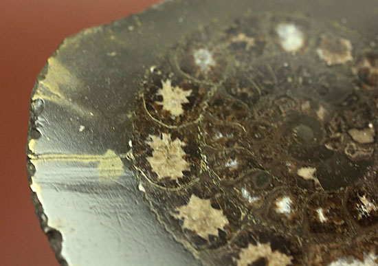 イングランド産アンモナイト、ダクチリオセラスの磨き標本（その1）