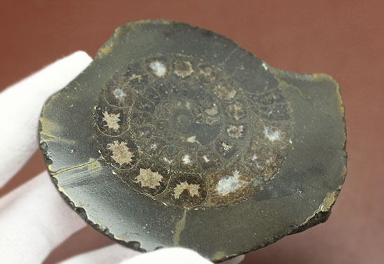 イングランド産アンモナイト、ダクチリオセラスの磨き標本（その3）