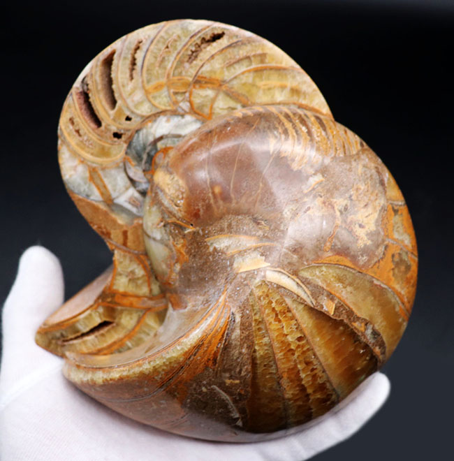 大サイズ！良形！保存状態申し分無し！コレクショングレードの巨大オウムガイ（Nautilus）のカット＆ポリッシュ標本（その3）
