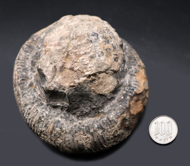歴史と権威に裏付けられたすこぶる希少な標本、１９６５年３月１８日に採集された、国産異常巻きアンモナイト、ディディモセラス（Didymoceras）の化石。希少なオールドコレクション標本、淡路島鎧崎産（その7）