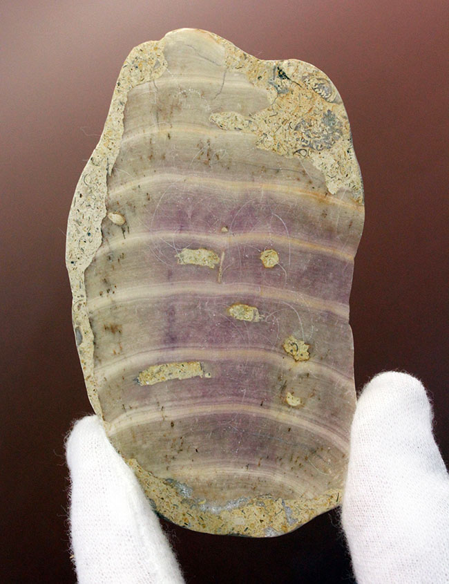 植物なのか？動物なのか？イングランド産ジュラ紀の生物、ソレノポラ（Solenopora jurassica）の磨き化石（その1）