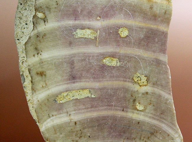 植物なのか？動物なのか？イングランド産ジュラ紀の生物、ソレノポラ（Solenopora jurassica）の磨き化石（その3）