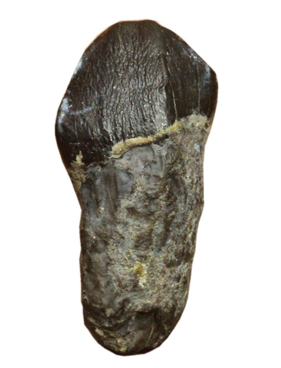 ザ・マニアック！新生代（始新世）の大型獣ブロントテリウム科の歯化石（その1）